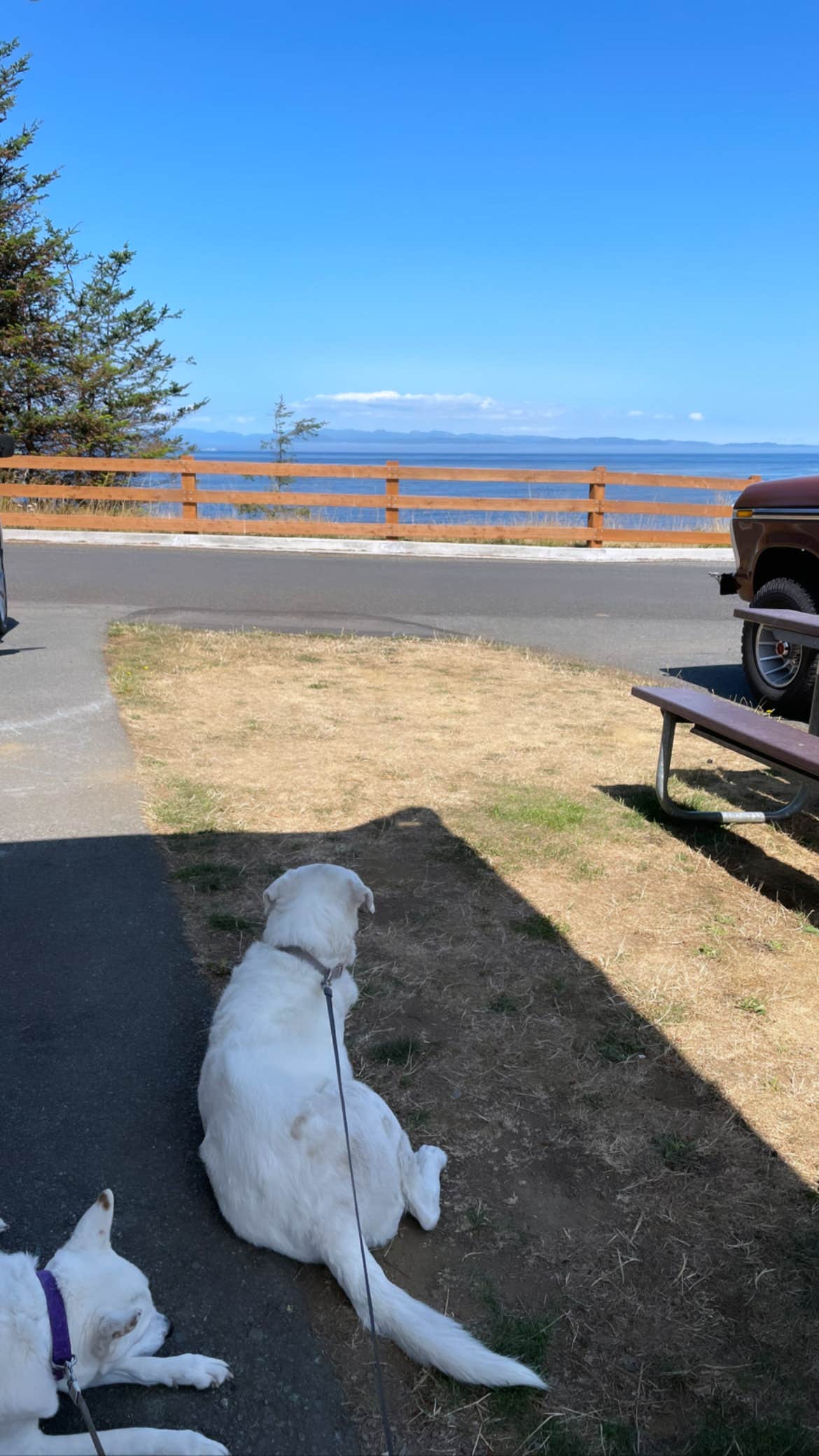 Sommer C.'s photo of camping with pets at Salt Creek Recreation Area near Joyce, WA