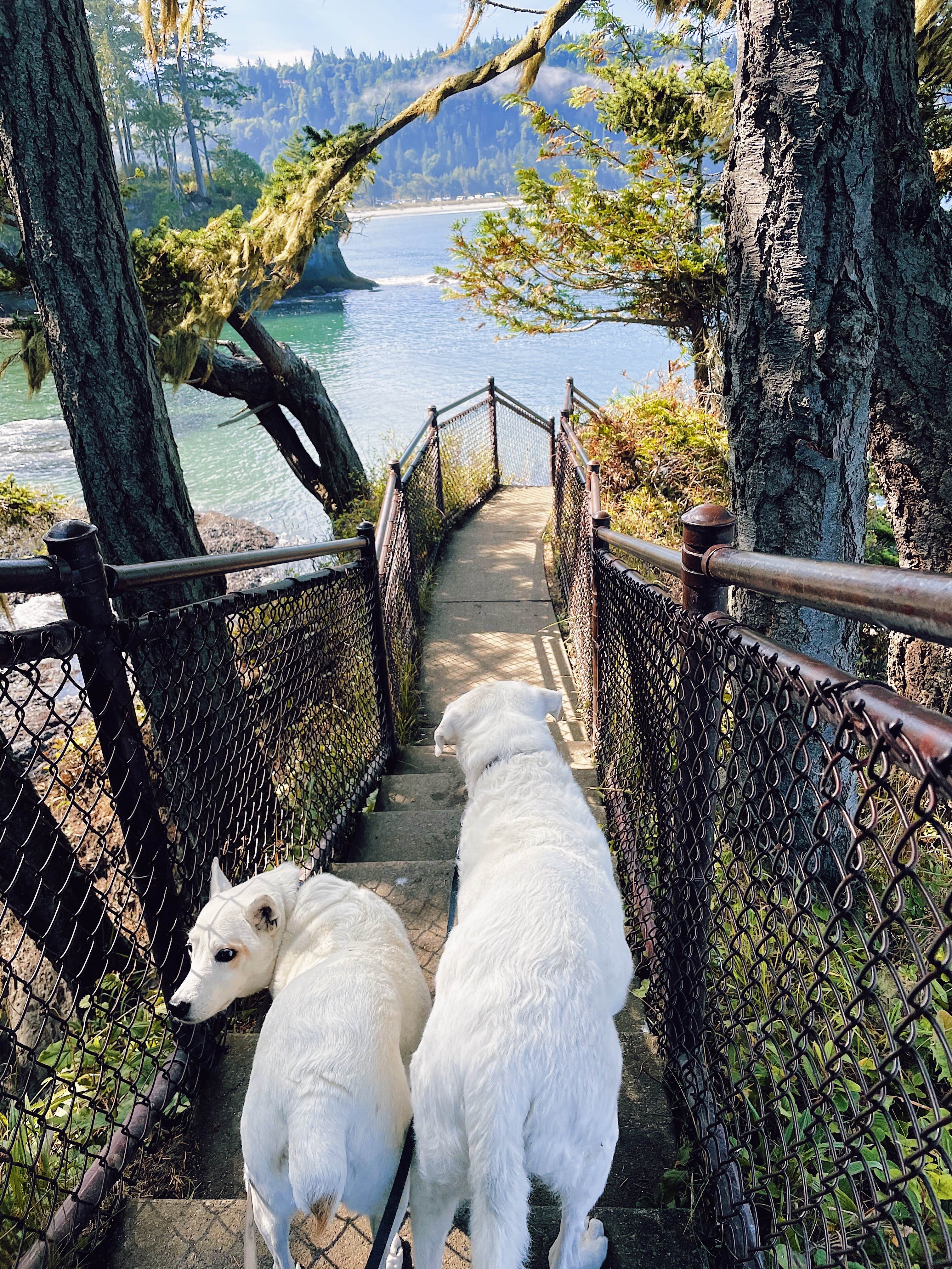 Sommer C.'s photo of camping with pets at Salt Creek Recreation Area in Washington