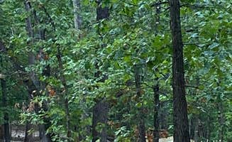 Ramble R.'s photo at Ramble Ridge Campground - Closed near Beaver Lake