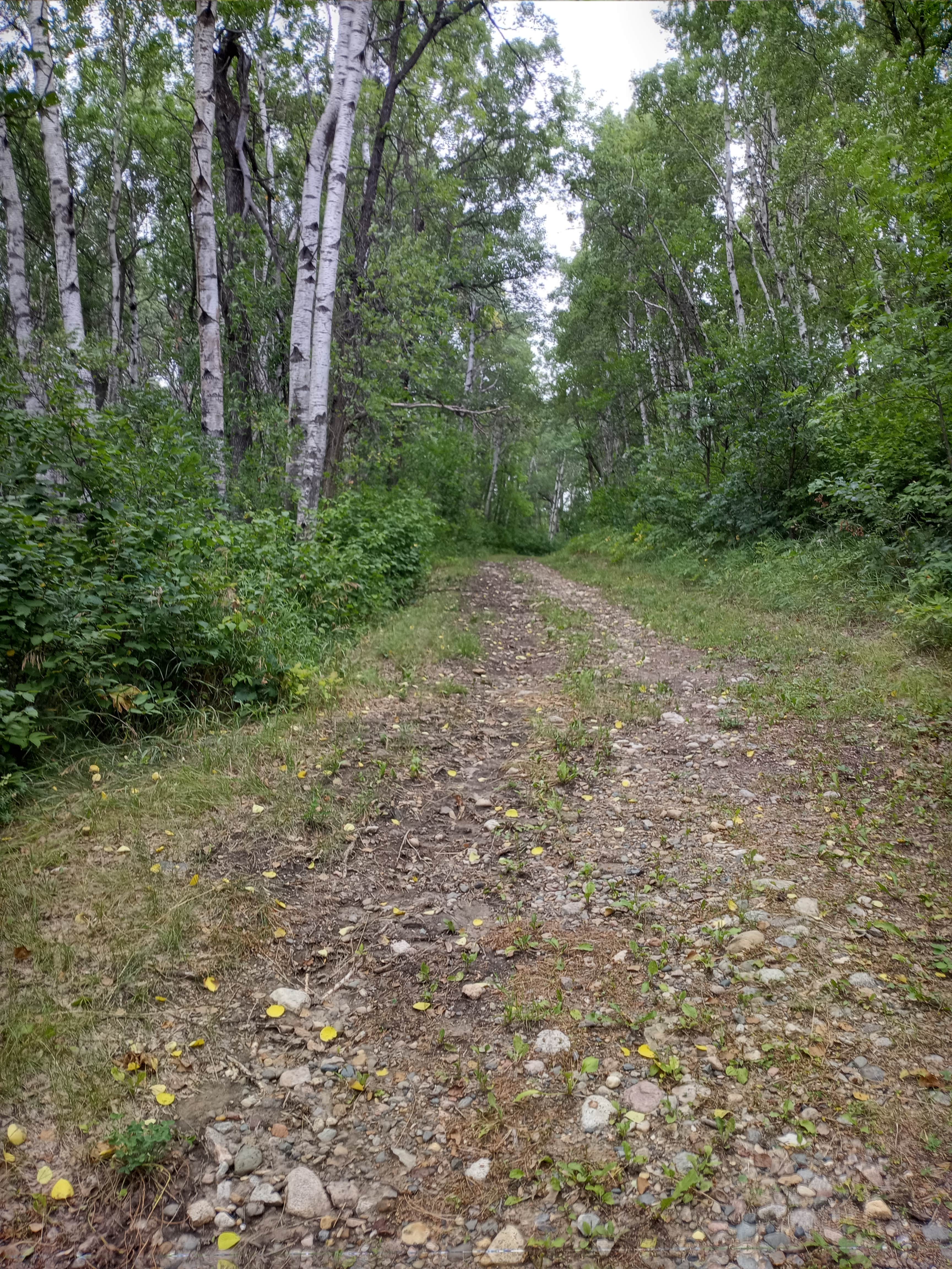Camper-submitted photo at Strawberry Lake Campgrounds near Bottineau, ND