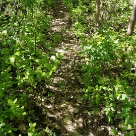 Part of one of the trails that wrap around the edge of the campground at Eggert's