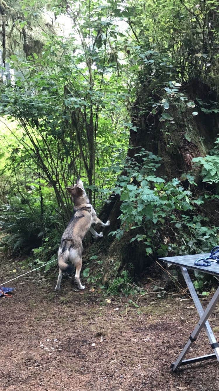 Courtney P.'s photo of camping with pets at Mora Campground — Olympic National Park near Forks, WA