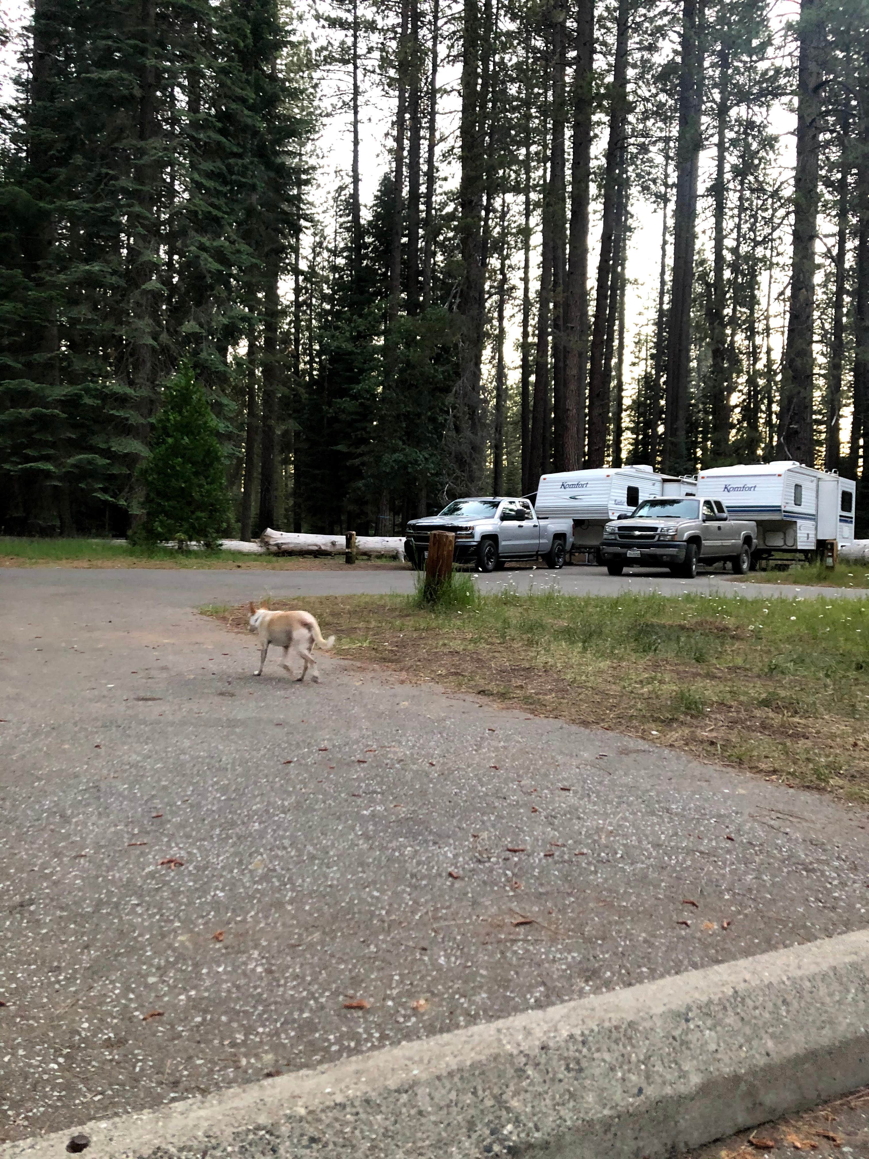 sarah L.'s photo of rv camping at Cattle Camp Campground near McCloud, CA