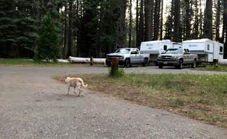 sarah L.'s photo of camping with pets at Cattle Camp Campground near Modoc National Forest