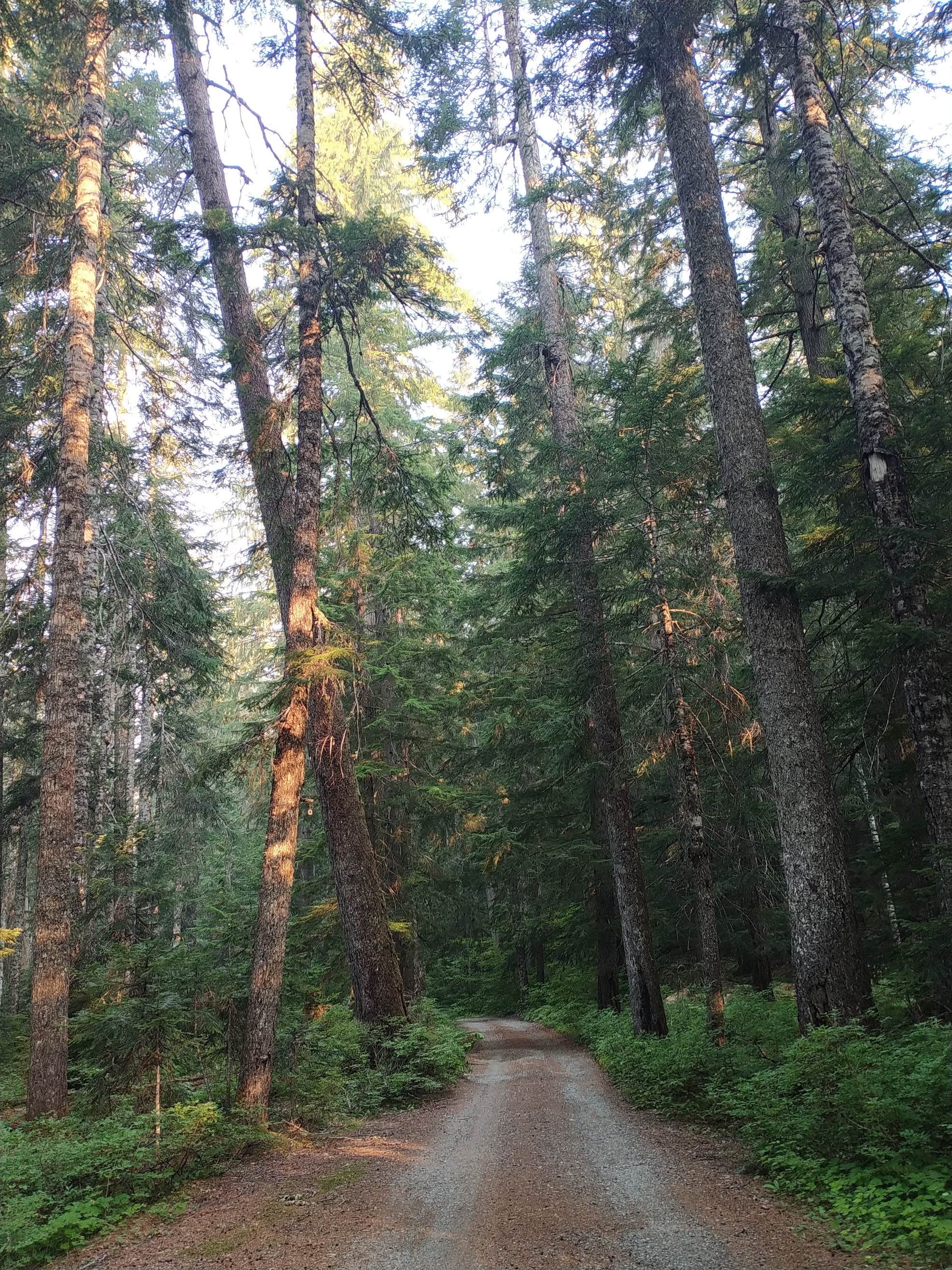 Soda Springs Camping The Dyrt