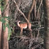 Review photo of Manatee Springs State Park Campground by Karen D., June 19, 2018
