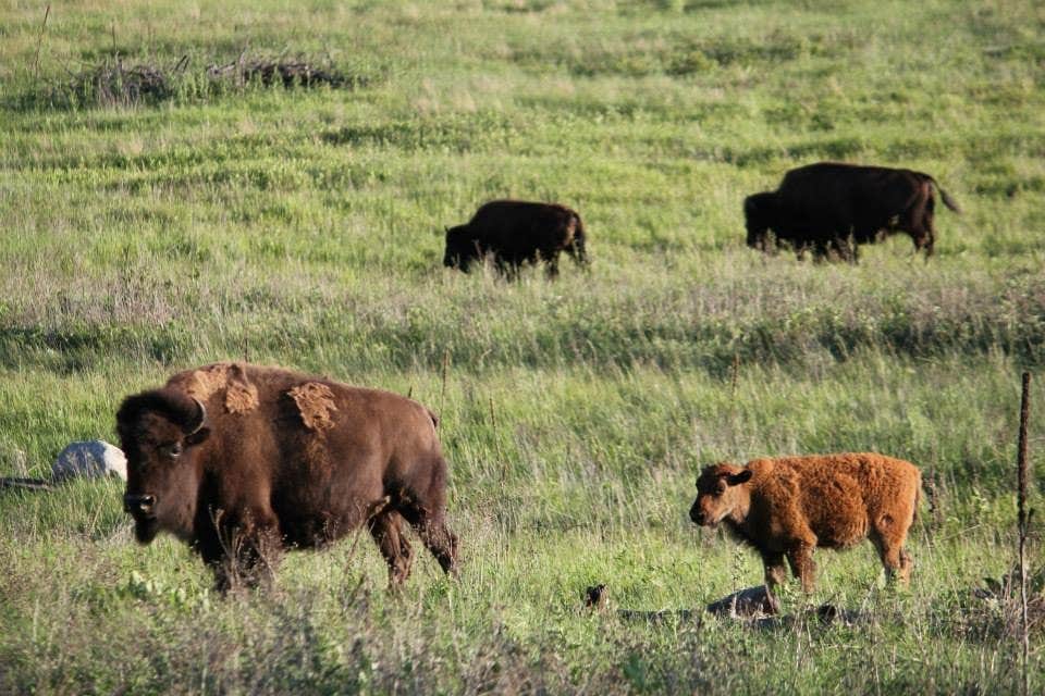 Camper-submitted photo at Blue Bell Campground — Custer State Park near Fairburn, SD