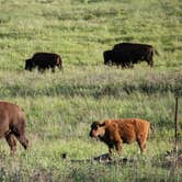 Review photo of Blue Bell Campground — Custer State Park by Joe W., July 11, 2016