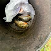 Review photo of Swains Lock Hiker-biker Overnight Campsite — Chesapeake and Ohio Canal National Historical Park by Jarmonay N., August 22, 2021