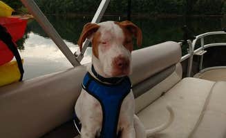 Doug S.'s photo of camping with pets at Friendship Rd near Willis, VA