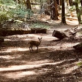 Review photo of Hendy Woods State Park by alissa C., August 22, 2021
