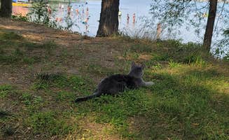 Amanda S.'s photo of camping with pets at Kelleys Island State Park Campground near Vickery, OH