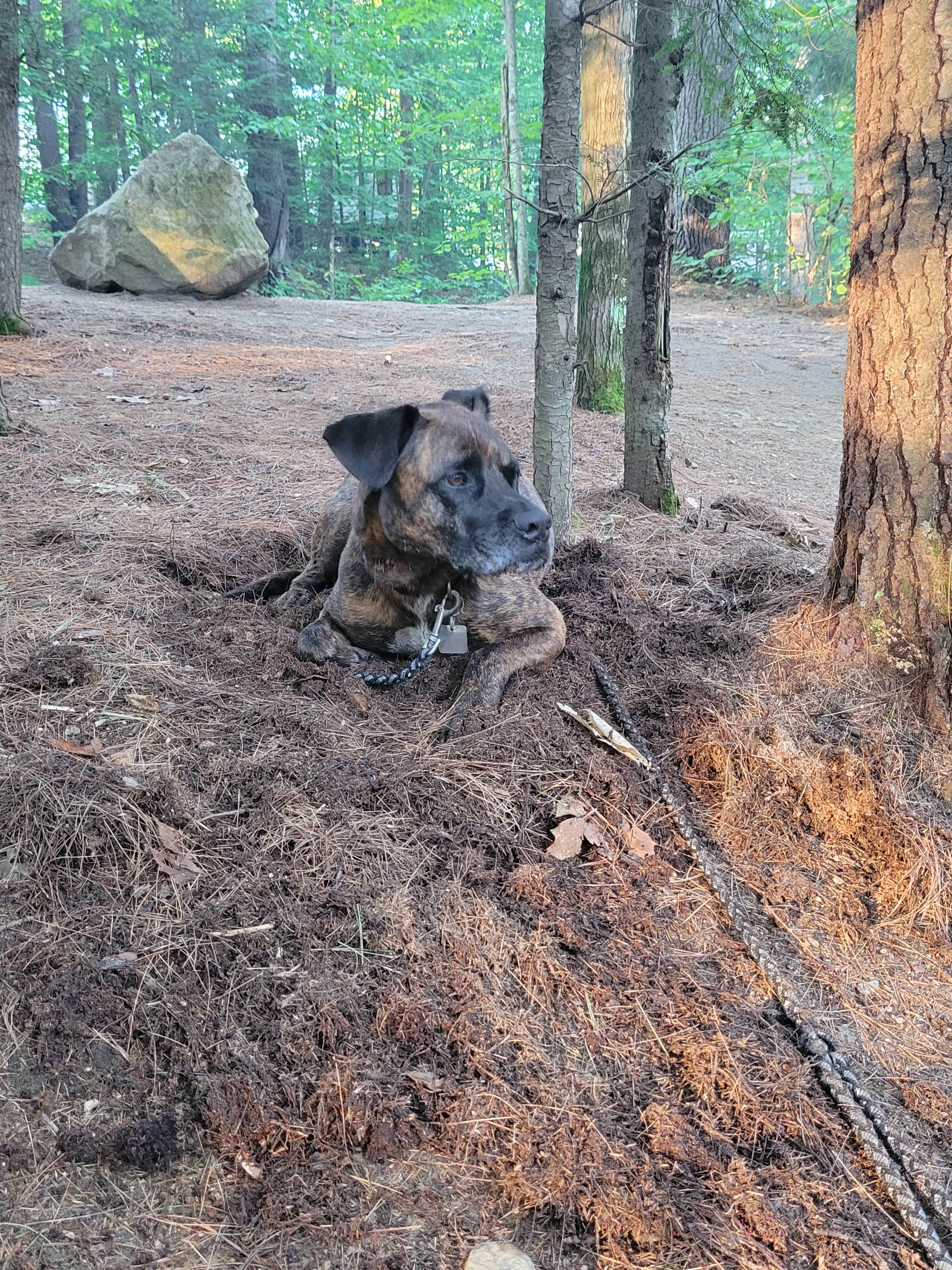 Kayleen C.'s photo of camping with pets at Pine Haven near West Newbury, VT