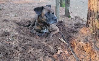 Kayleen C.'s photo of camping with pets at Pine Haven near Hanover, NH