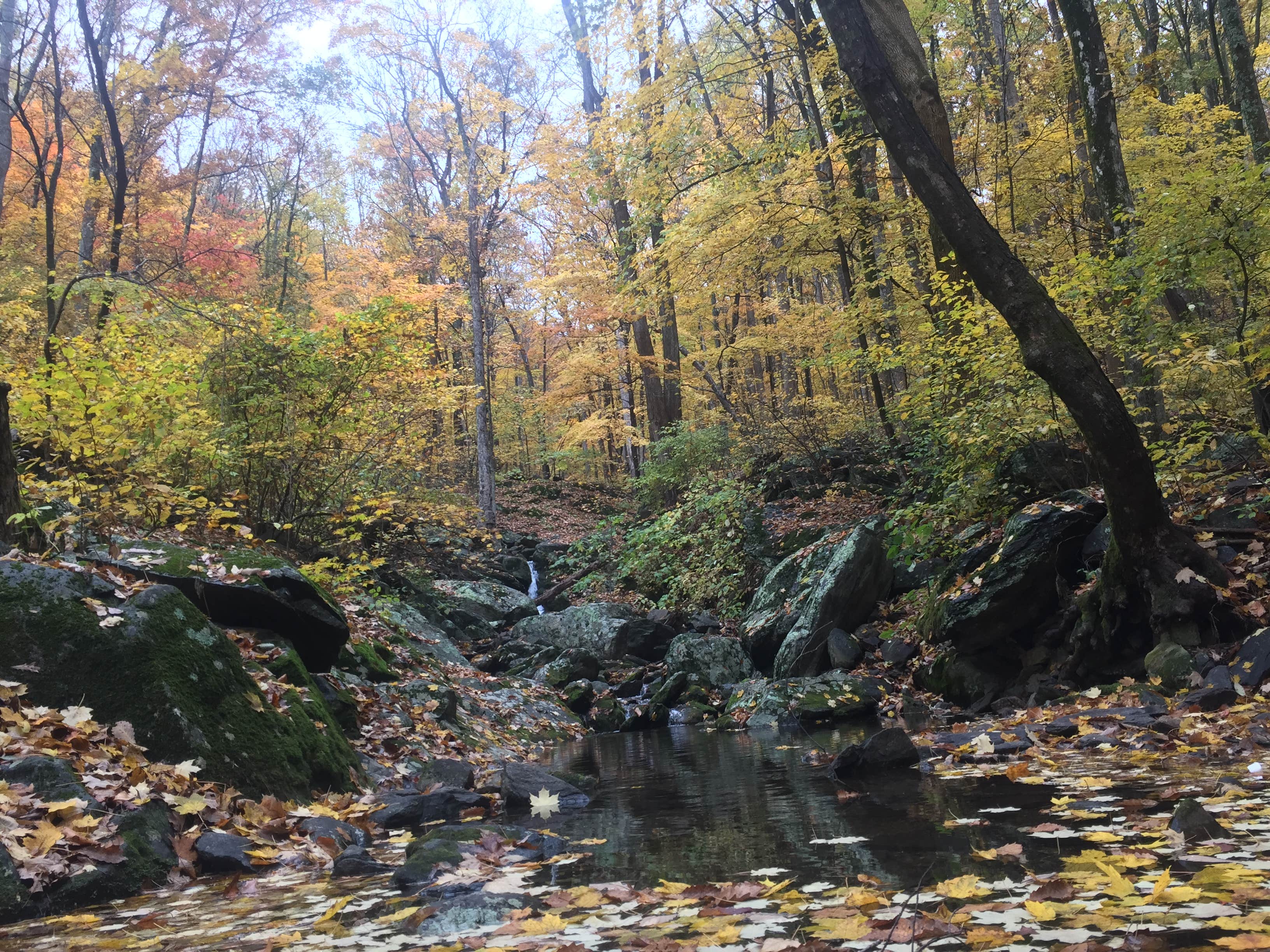 Camper submitted image from Crabtree Falls Campground - 3