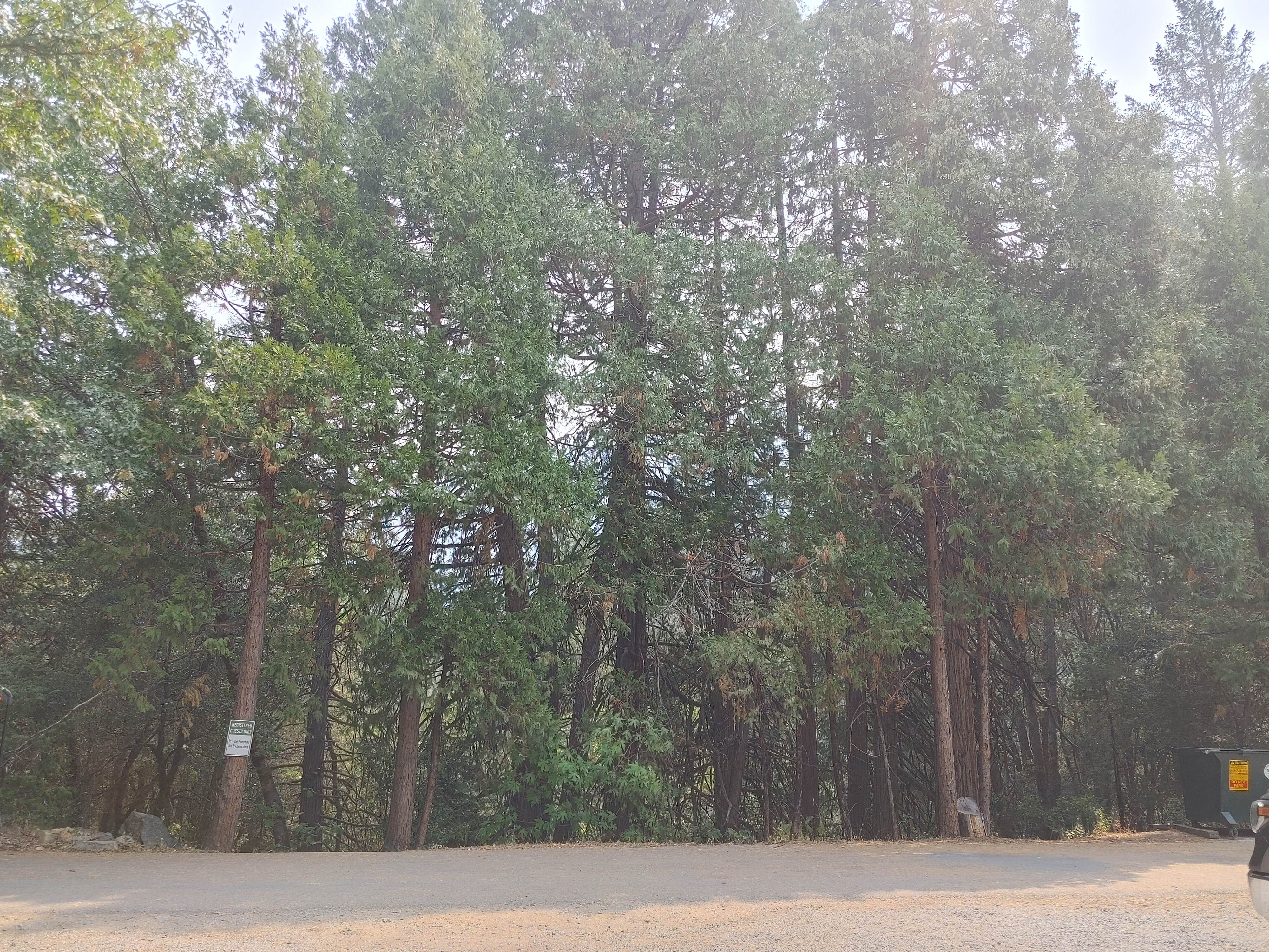 Camper-submitted photo at Sierra Skies RV Park near Calpine, CA