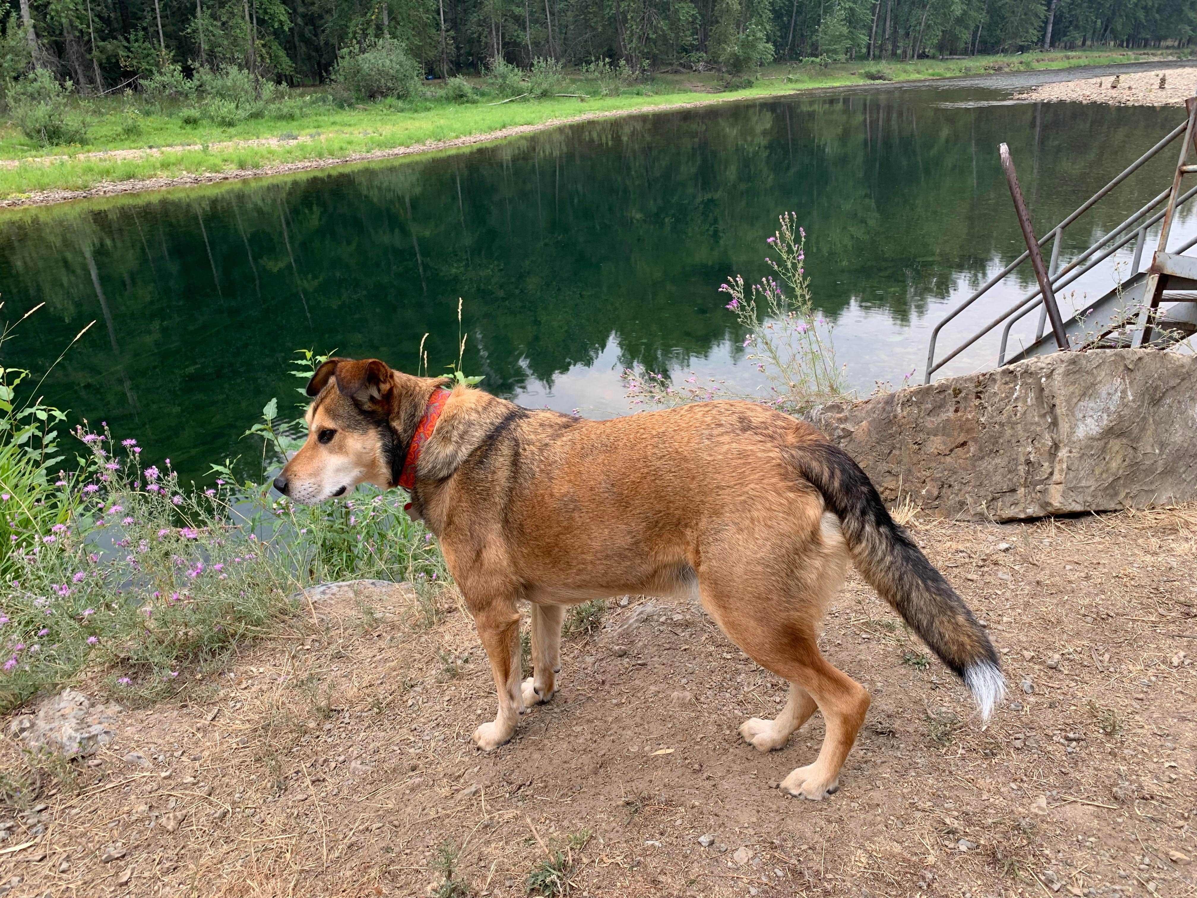 Camper-submitted photo at Country Lane River Resort near Santa, ID