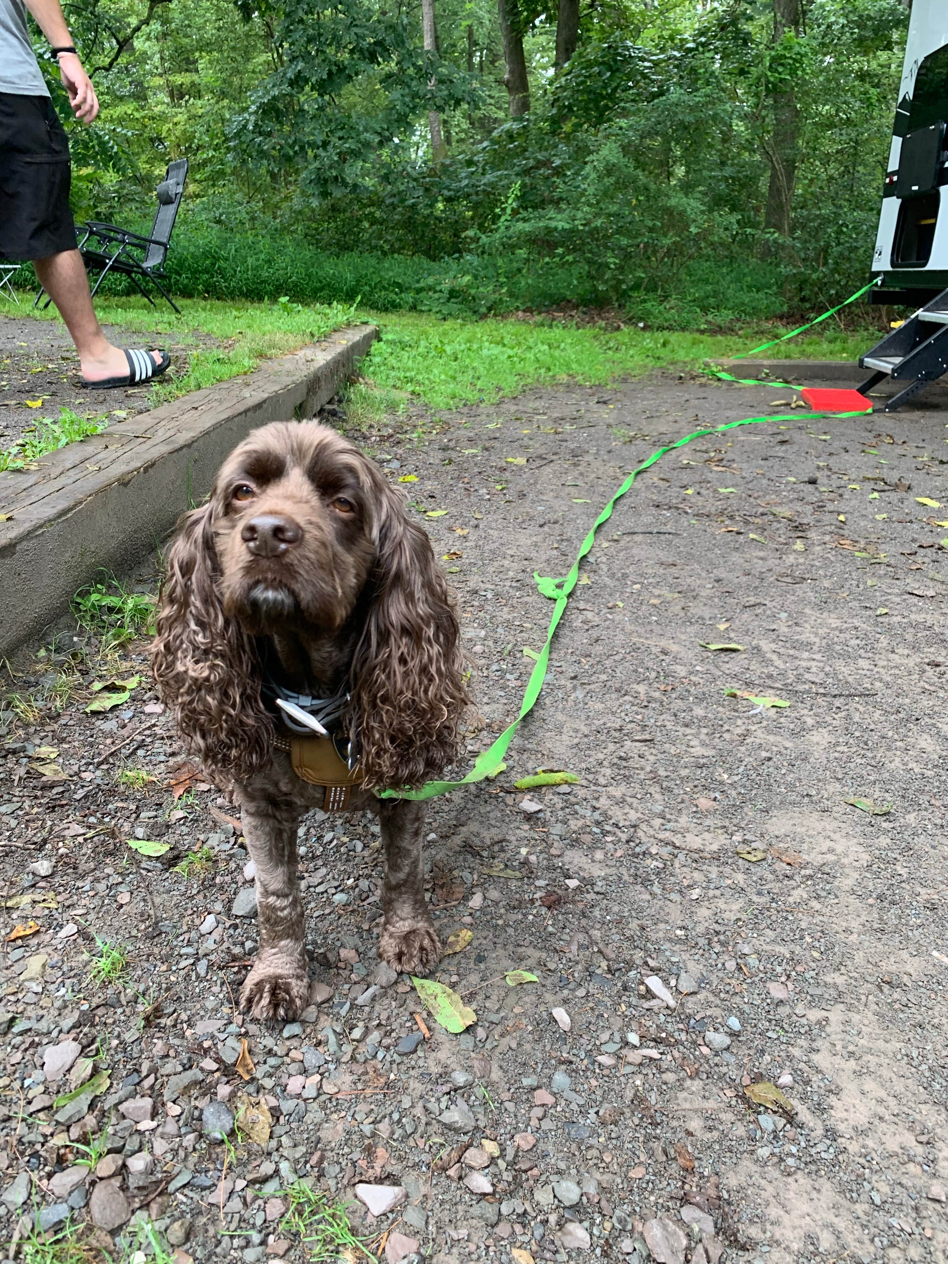 Jackie F.'s photo of camping with pets at Frances Slocum State Park Campground near Thornhurst, PA