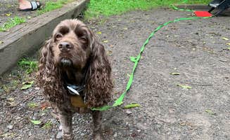 Jackie F.'s photo of camping with pets at Frances Slocum State Park Campground near Sweet Valley, PA