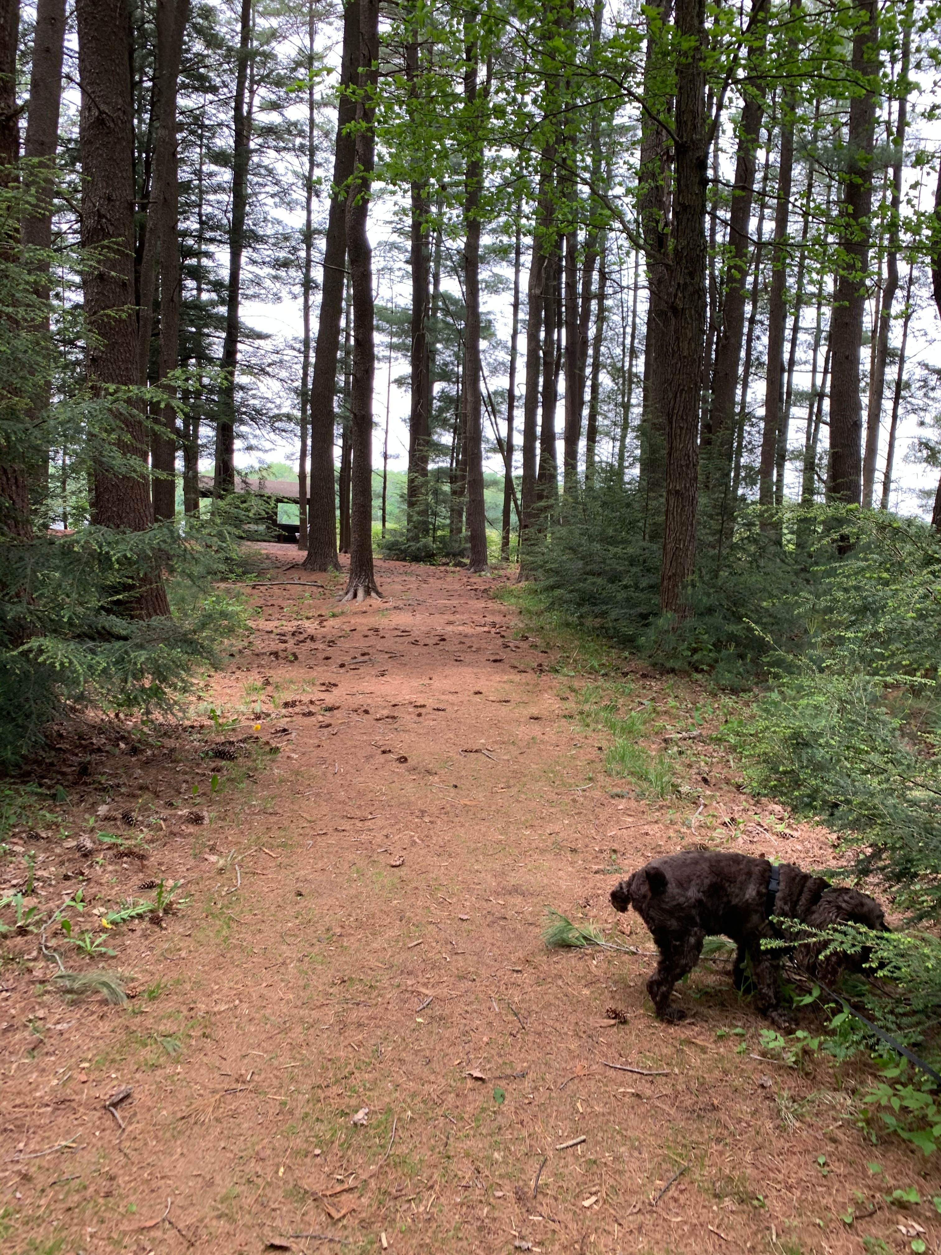 Jackie F.'s photo of camping with pets at Pickerel Point Campground — Promised Land State Park near Thornhurst, PA