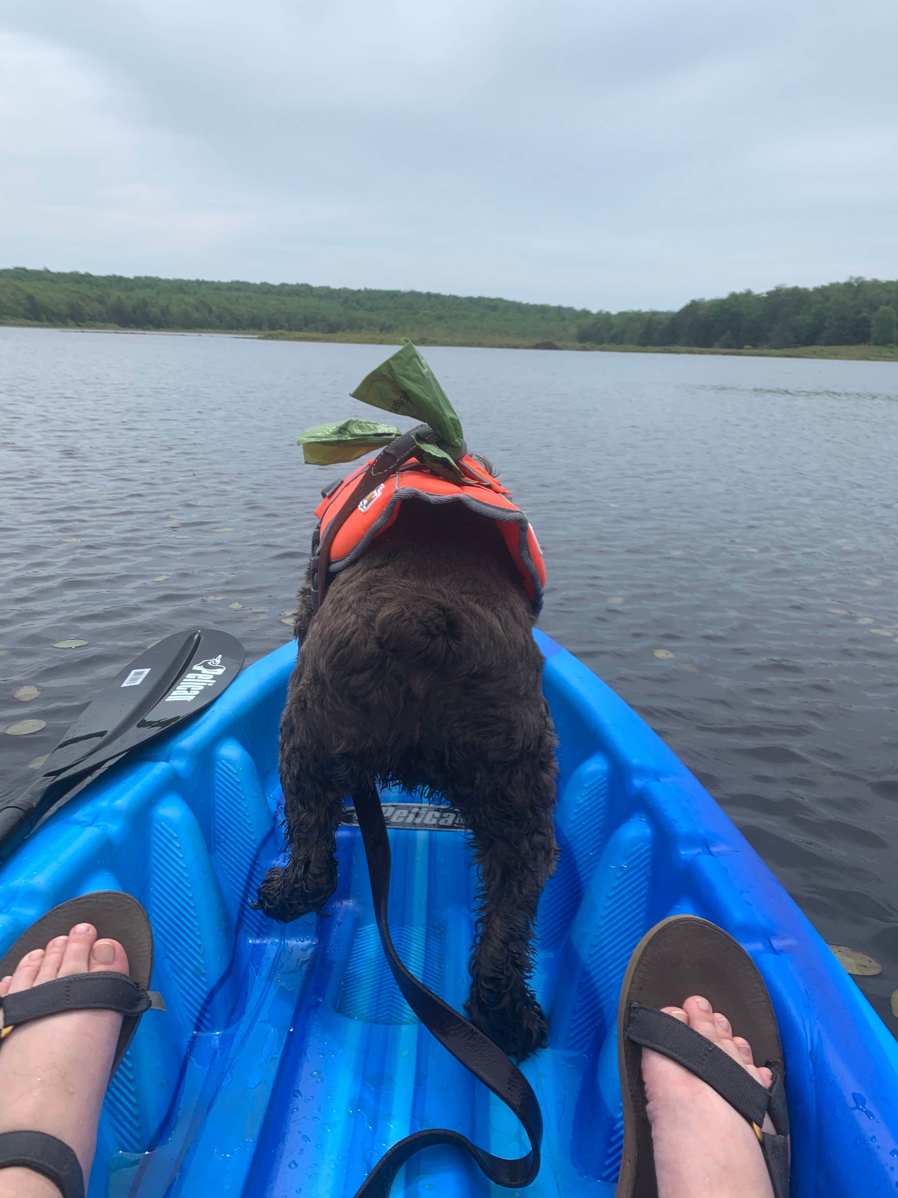 Jackie F.'s photo of camping with pets at Pickerel Point Campground — Promised Land State Park near Barryville, NY