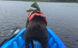 Jackie F.'s photo of camping with pets at Pickerel Point Campground — Promised Land State Park near Montague, NJ