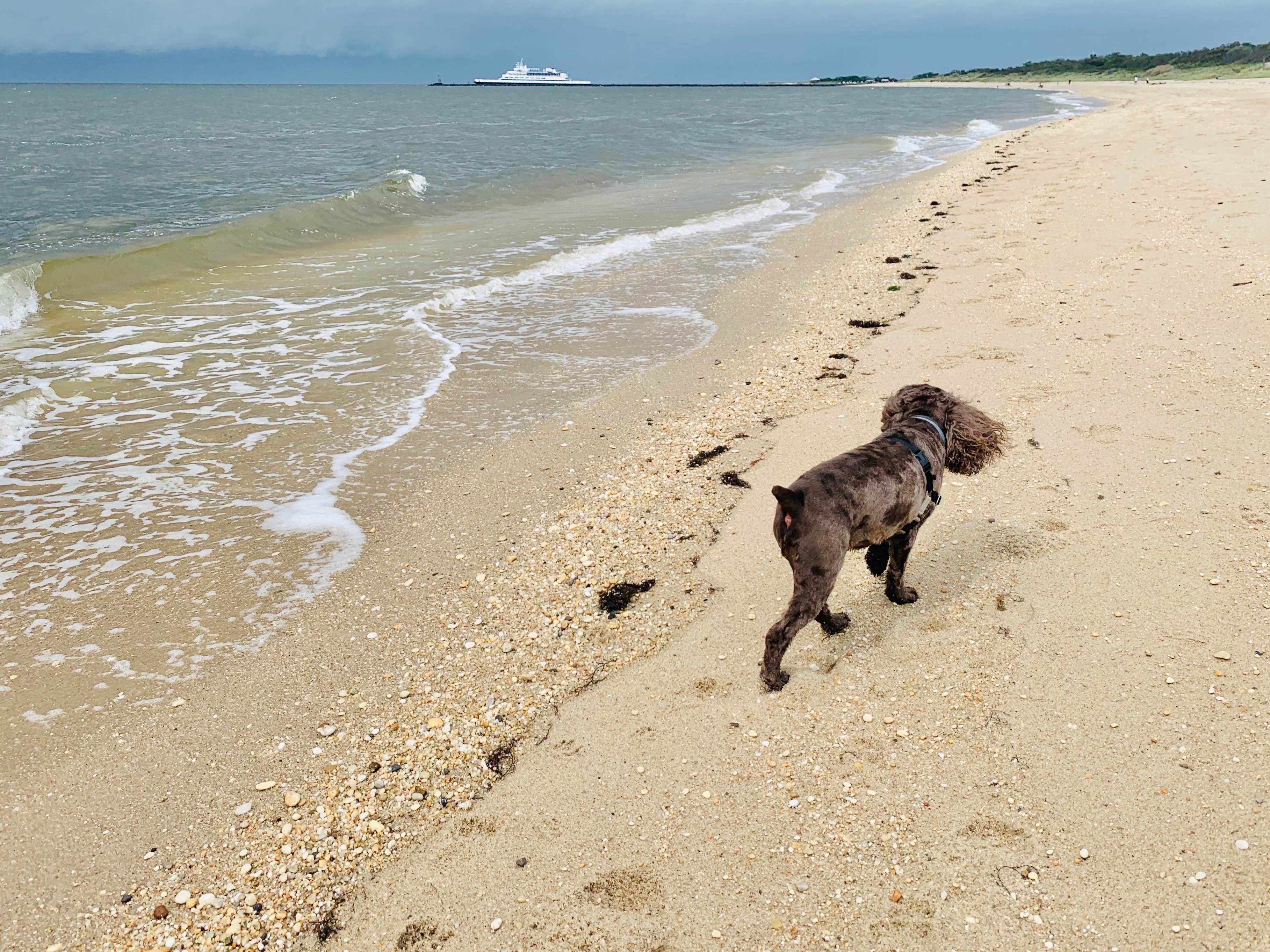 Jackie F.'s photo of camping with pets at Sun Retreats Seashore Campsites & RV Resort near Lawrence, NJ