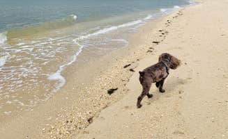 Jackie F.'s photo of camping with pets at Sun Retreats Seashore Campsites & RV Resort in New Jersey