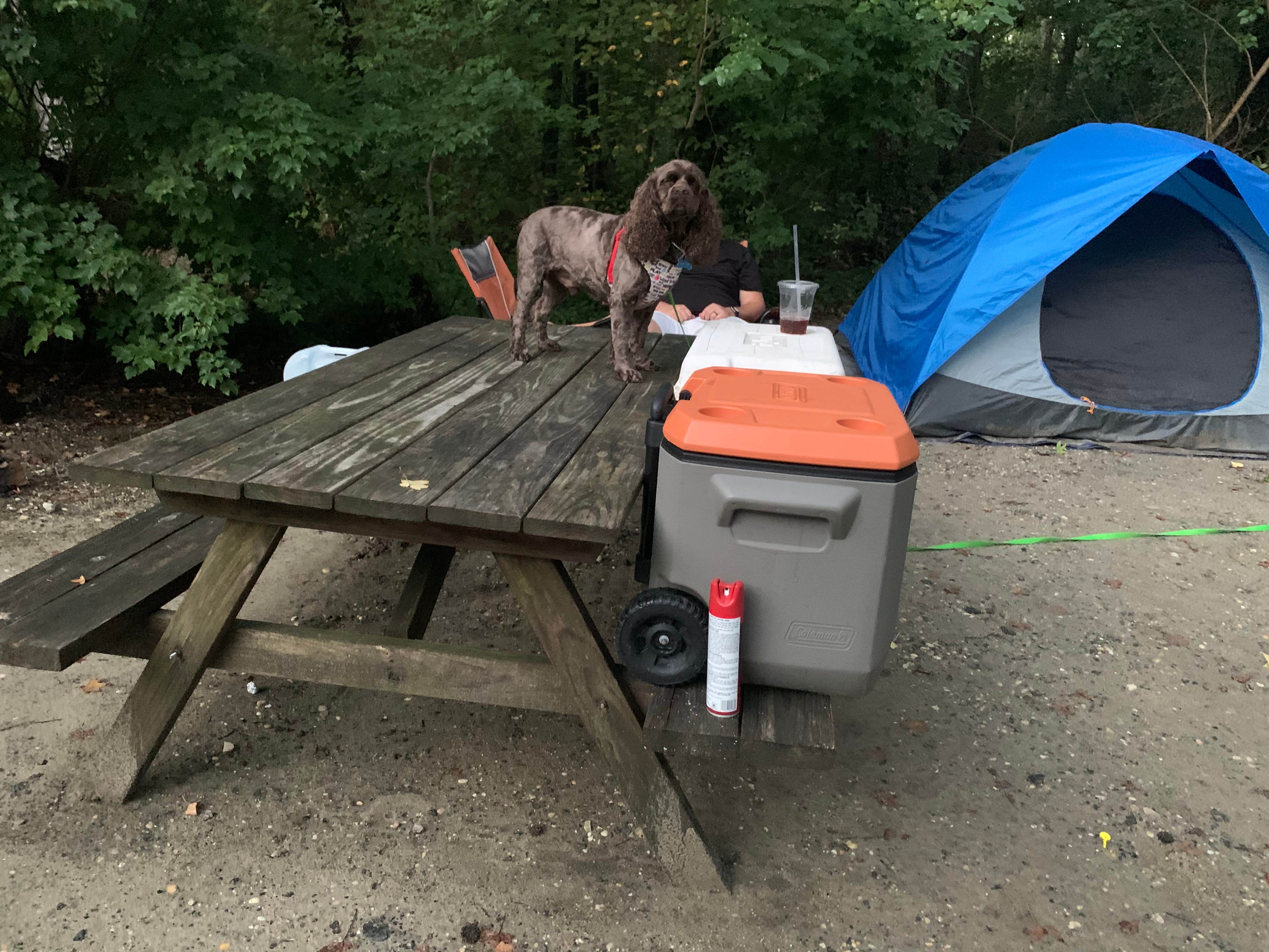 Jackie F.'s photo of camping with pets at Sun Retreats Seashore Campsites & RV Resort near Lawrence, NJ