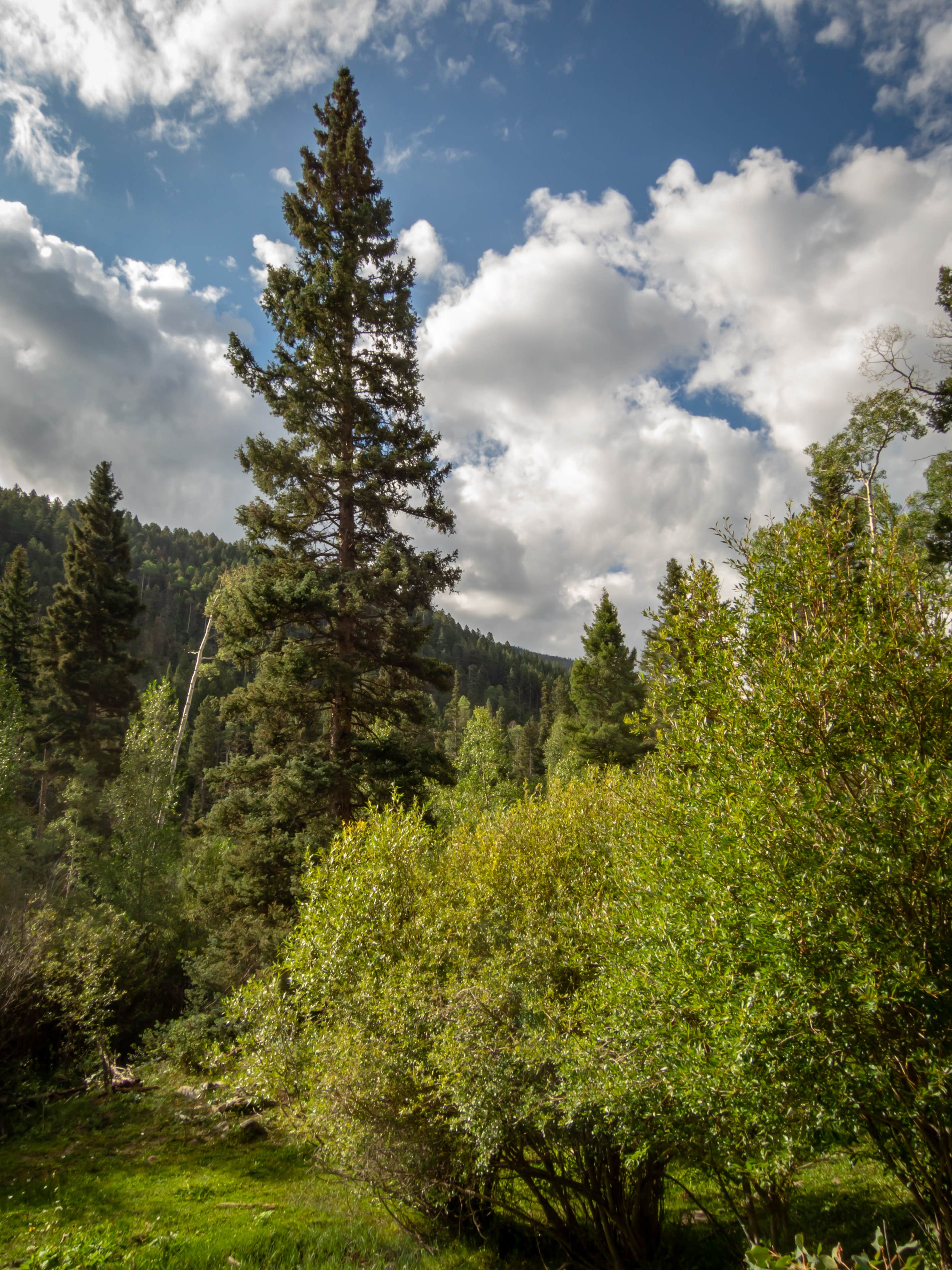 Camper-submitted photo at Santa Barbara Campground near Vadito, NM