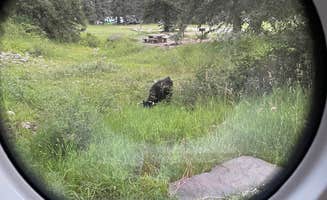 James F.'s photo of camping with pets at Santa Barbara Campground near Sapello, NM