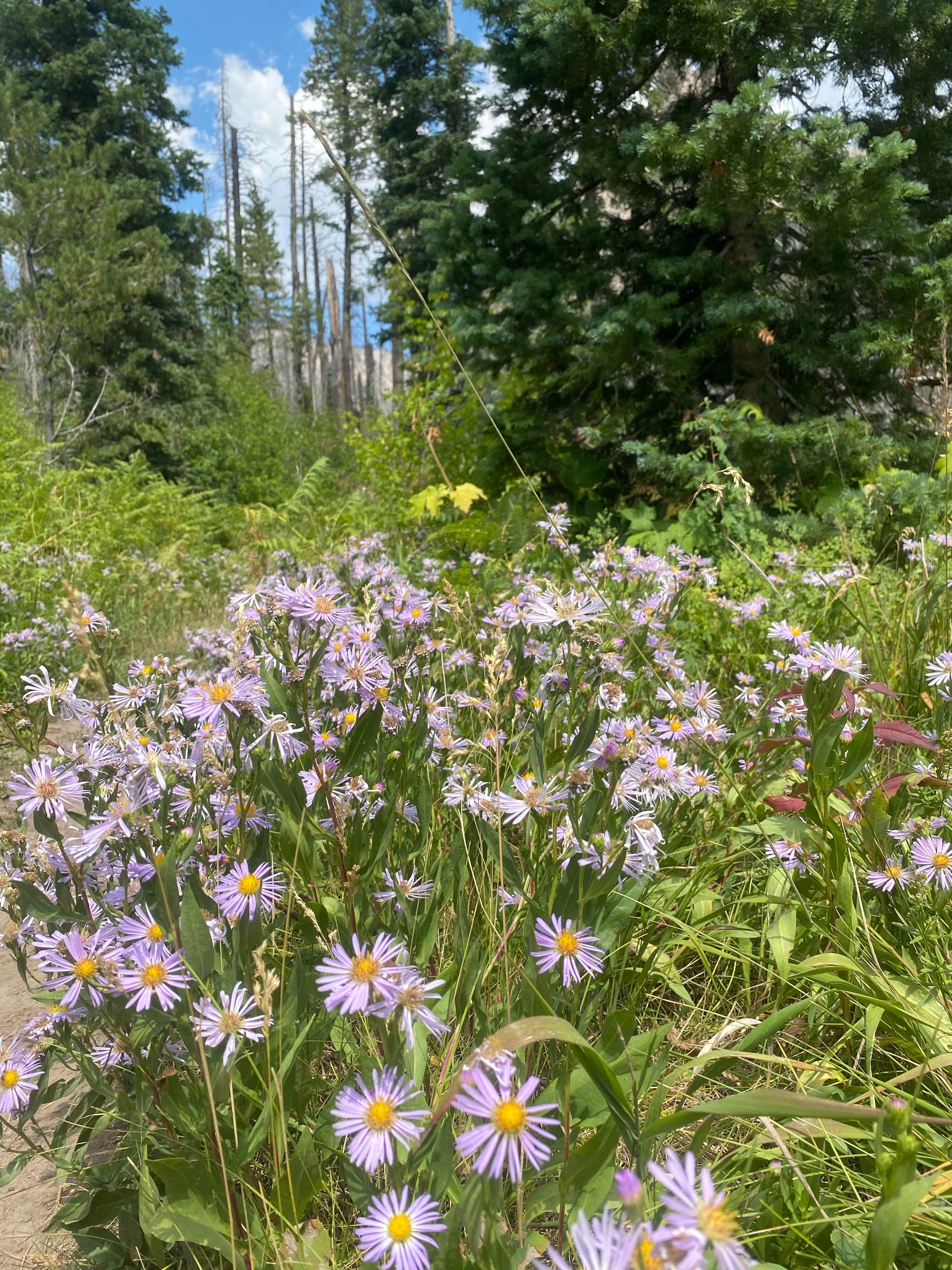 Camper submitted image from Rainbow Hot Springs - 2