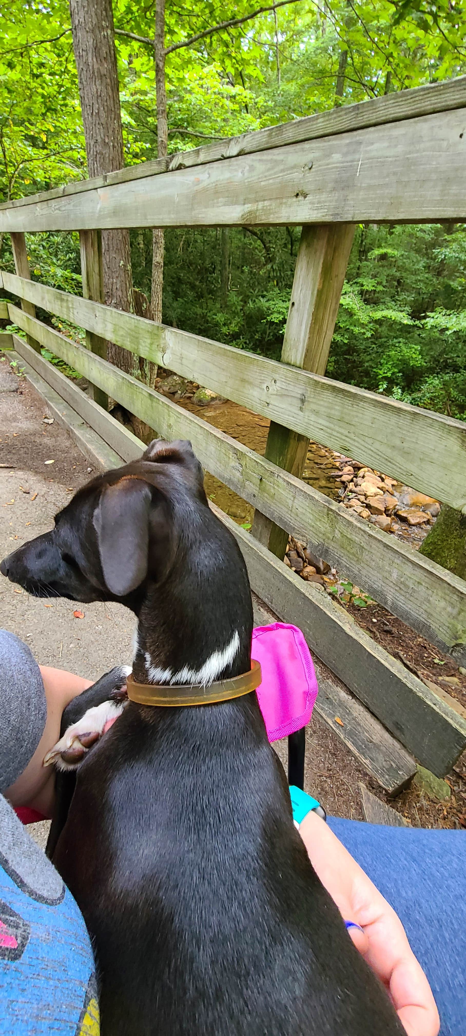 Rebekah C.'s photo of camping with pets at Parksville Lake RV Campground near Etowah, TN
