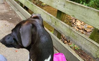 Rebekah C.'s photo of camping with pets at Parksville Lake RV Campground near Etowah, TN