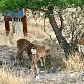 Review photo of Indian Creek Campground — Lake Owyhee State Park by MickandKarla W., August 23, 2021