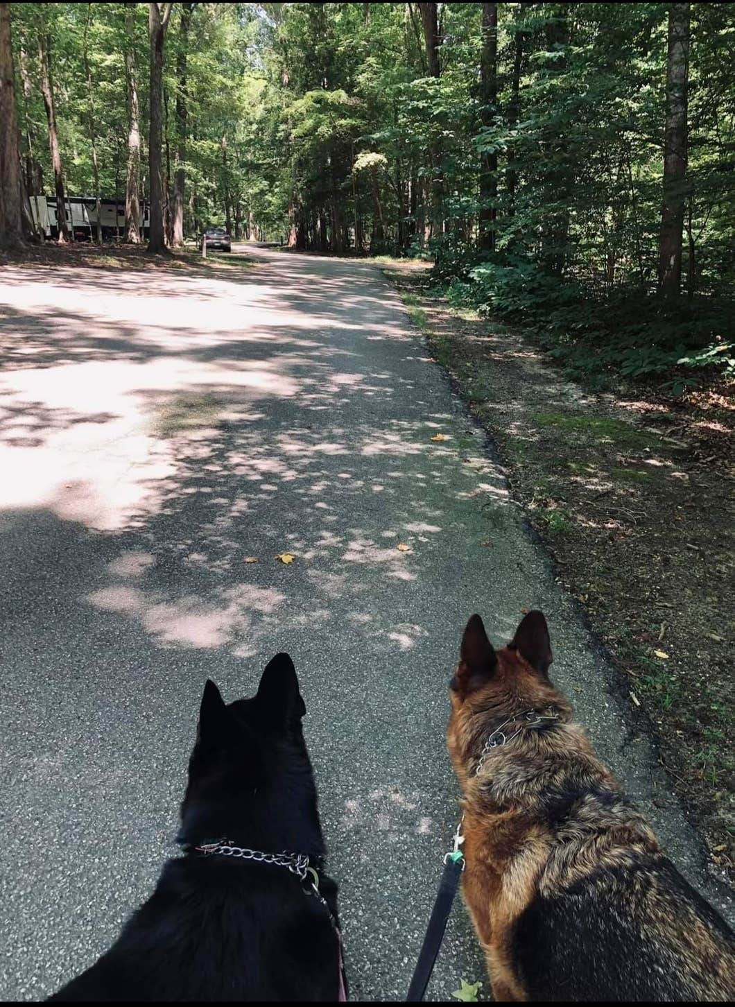 Geored1's photo of camping with pets at Newport News Park near Portsmouth, VA