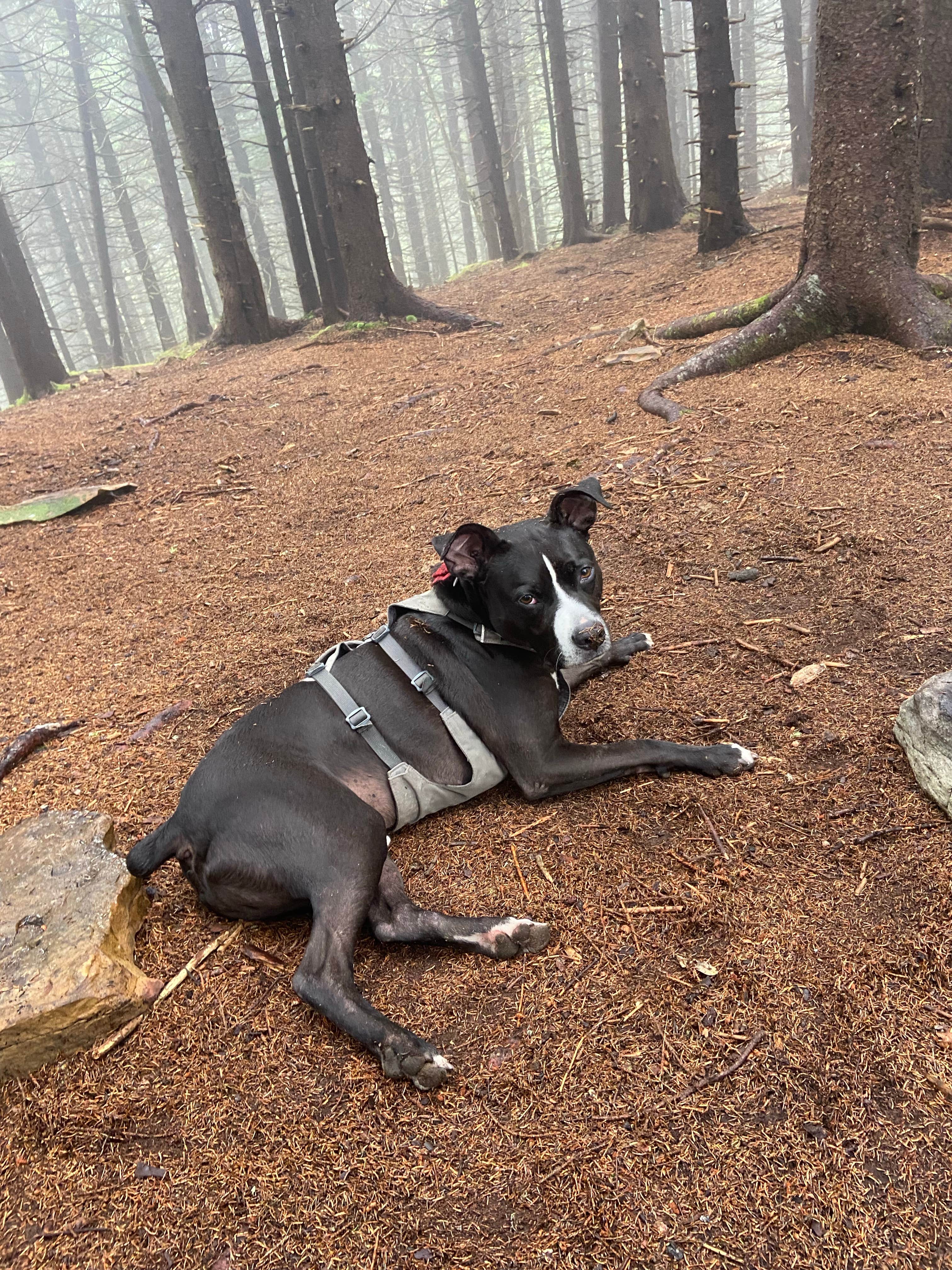 Corey M.'s photo of camping with pets at Judy Springs Campground near Durbin, WV