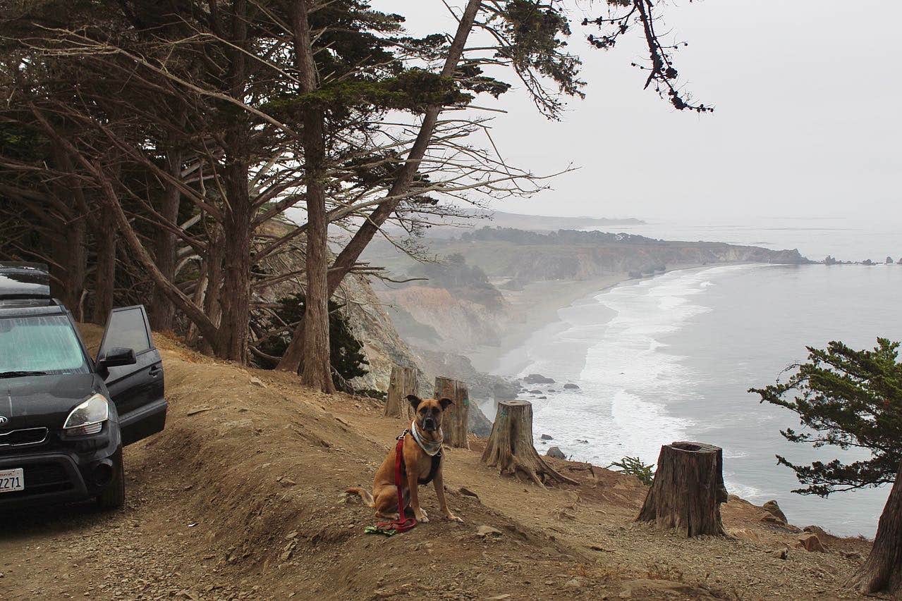 Amber M.'s photo of camping with pets at Ragged Point Hwy 1 pull off near Bradley, CA
