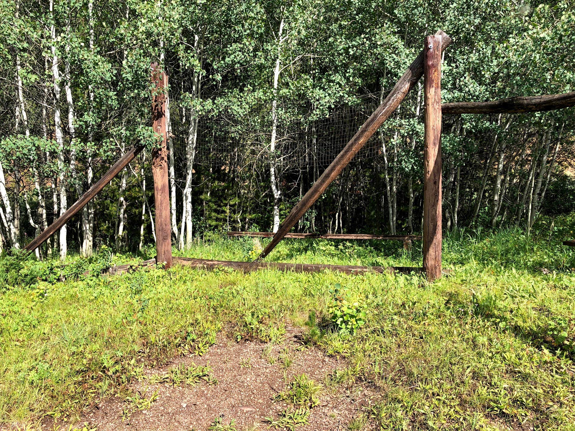 Camper submitted image from Lower Penstemon - 3