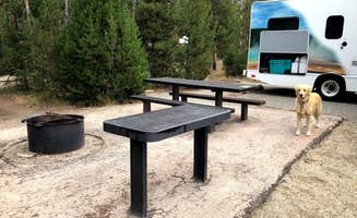 Austin C.'s photo of camping with pets at Sunny Gulch Campground near Stanley, ID