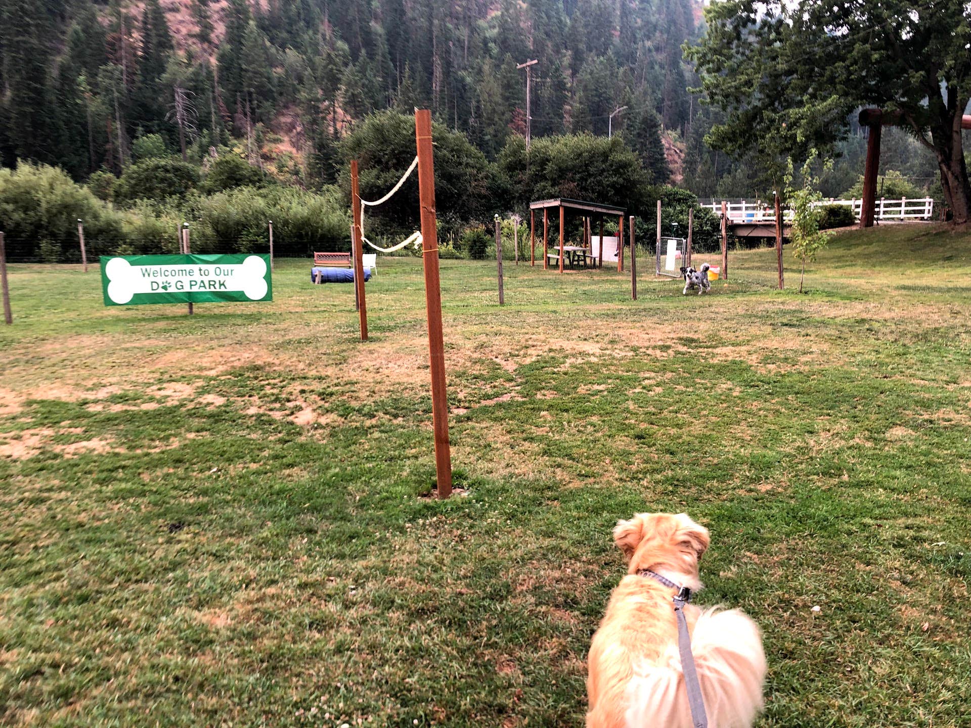 Austin C.'s photo of camping with pets at Wolf Lodge Campground near Coeur d'Alene, ID
