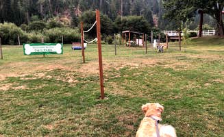 Austin C.'s photo of camping with pets at Wolf Lodge Campground near Coeur d'Alene, ID