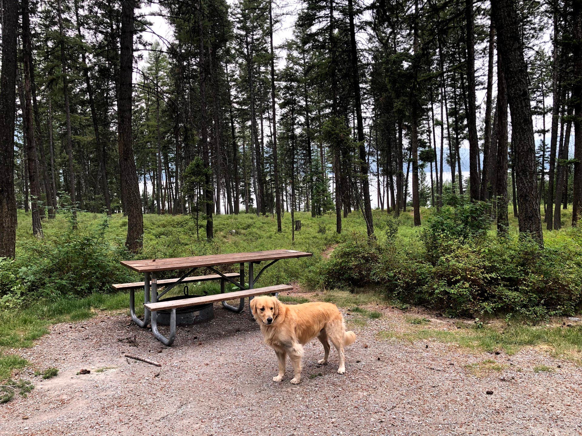 Austin C.'s photo of camping with pets at Lake Mary Ronan State Park Campground near Hot Springs, MT