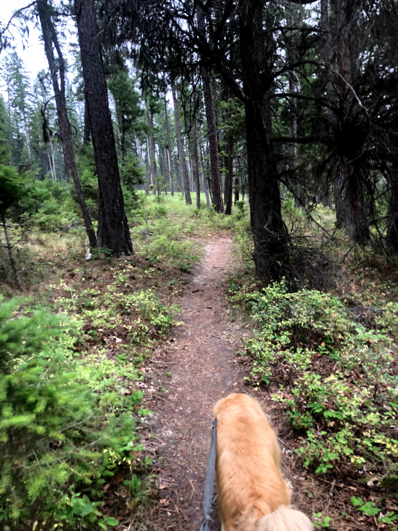Austin C.'s photo of camping with pets at Lake Mary Ronan State Park Campground near Dayton, MT