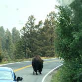 Review photo of Madison Campground — Yellowstone National Park by Austin C., August 23, 2021