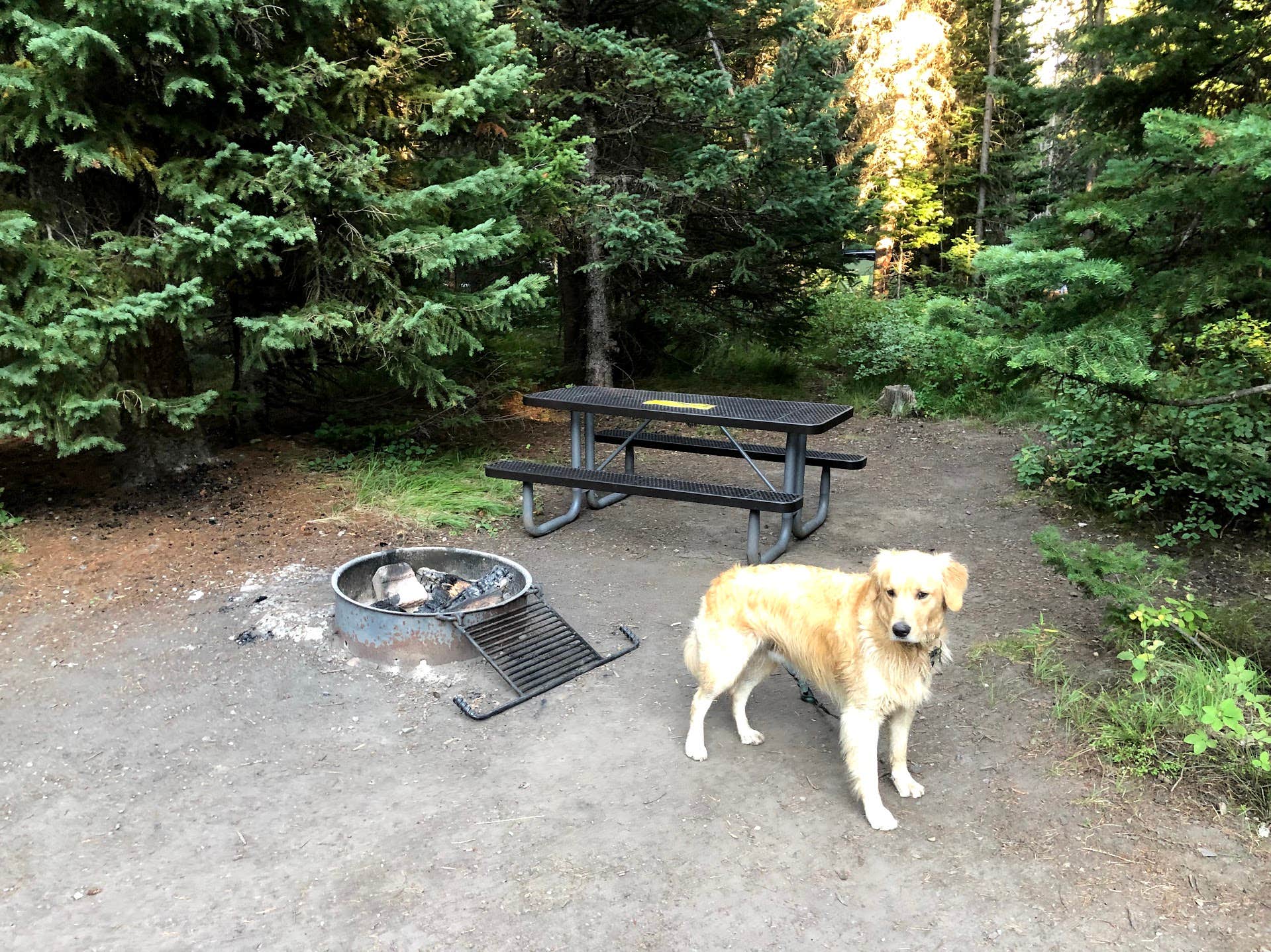 Austin C.'s photo of camping with pets at Colter Bay RV Park at Colter Bay Village — Grand Teton National Park near Moran, WY