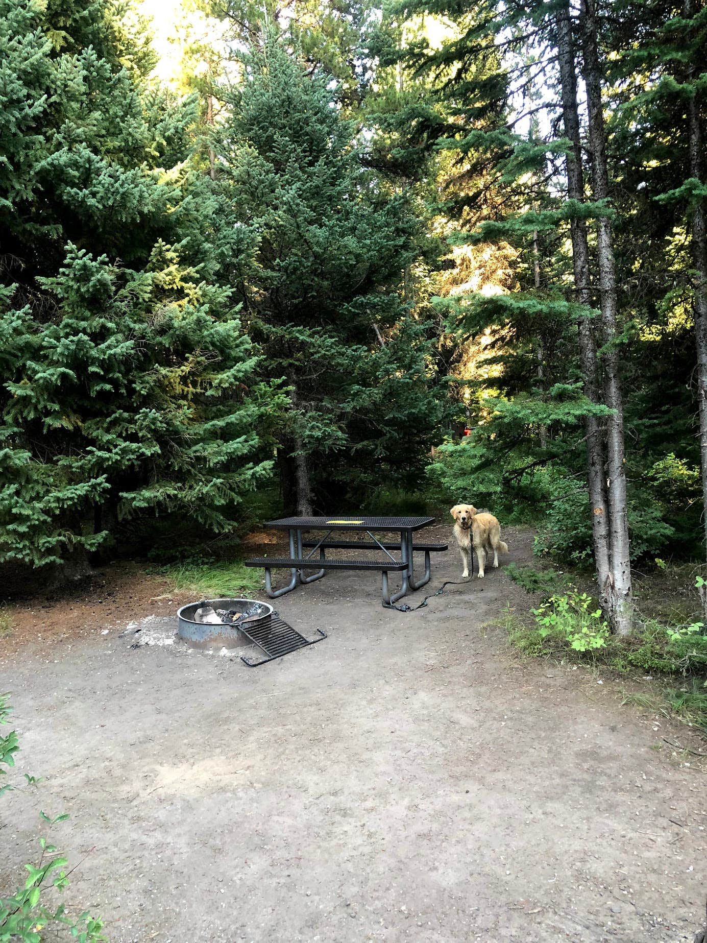 Austin C.'s photo of camping with pets at Colter Bay RV Park at Colter Bay Village — Grand Teton National Park near Driggs, ID