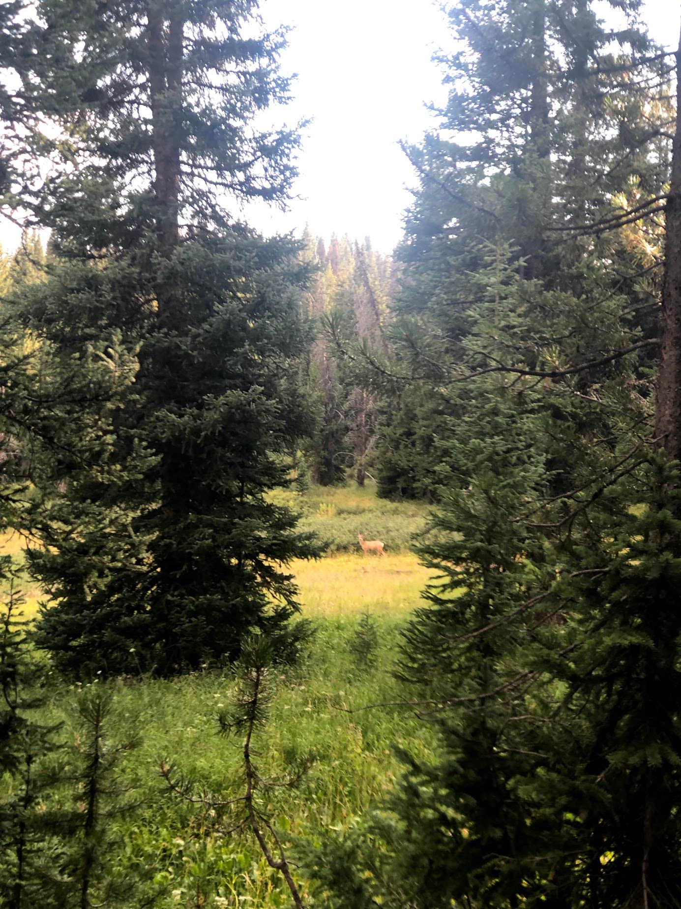 Escape to the Heart of Colorado: Meadow Ridge Campground's Mountain Magic