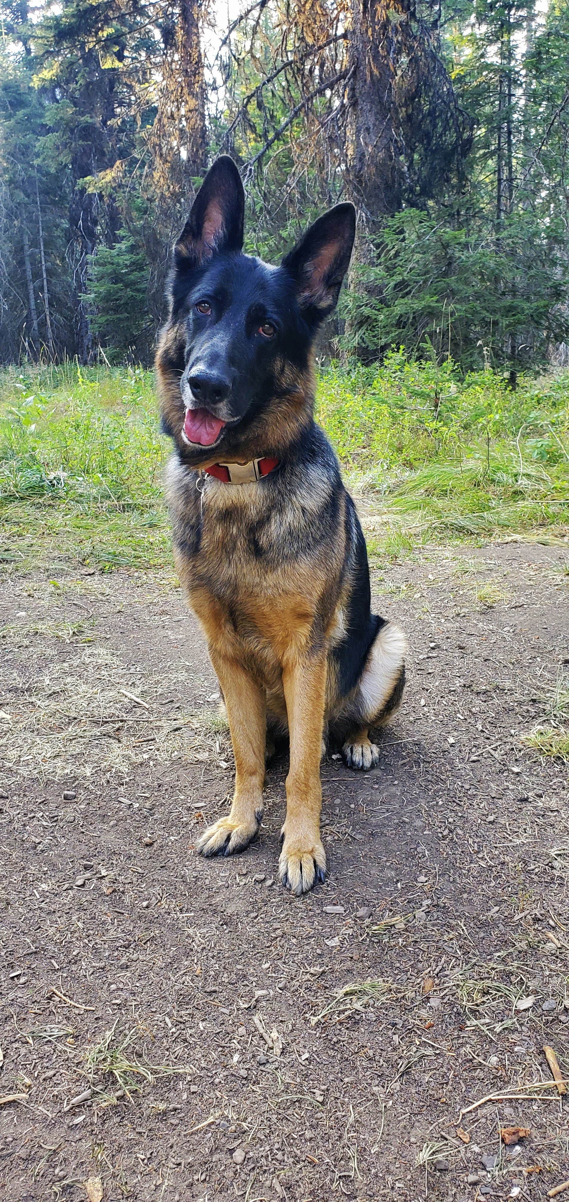Amanda C.'s photo of camping with pets at Rainbow Point near McCall, ID