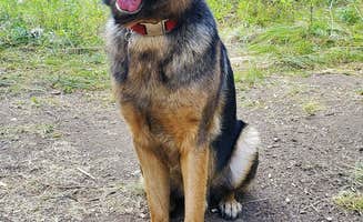 Amanda C.'s photo of camping with pets at Rainbow Point near New Meadows, ID